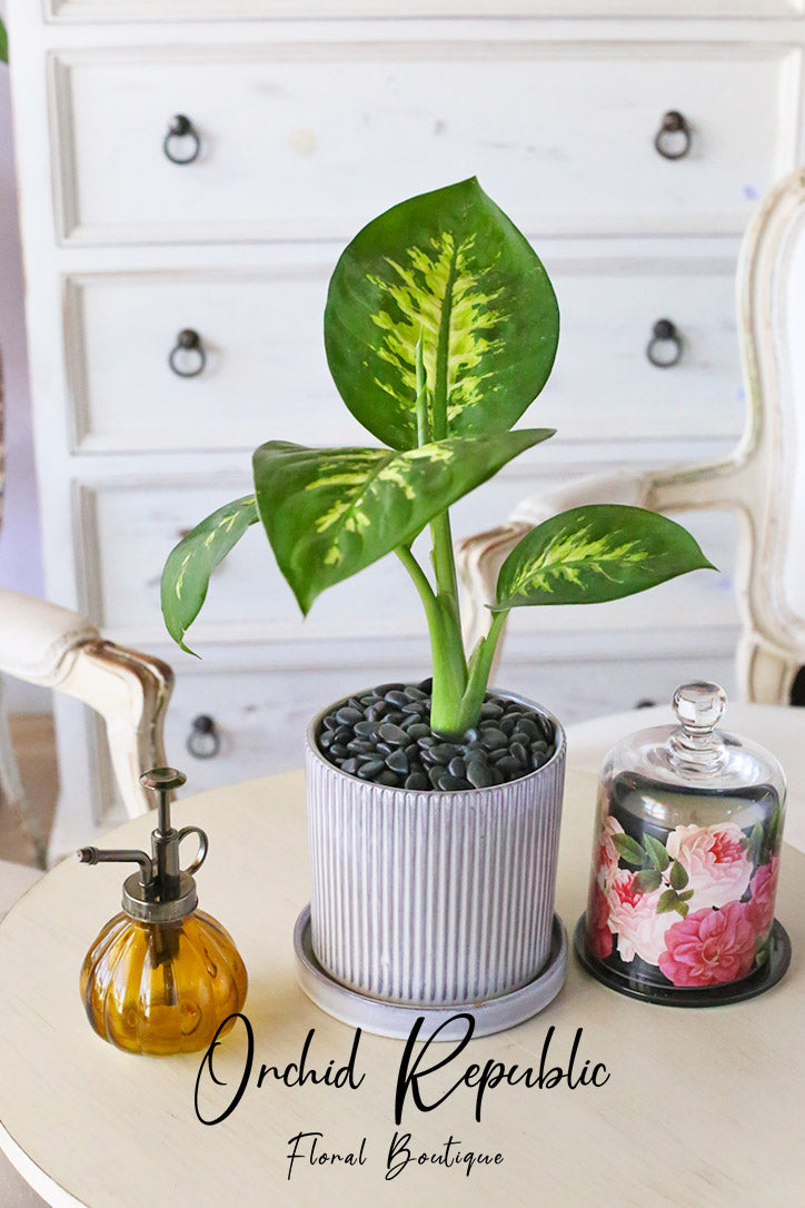tropic snow dieffenbachia plant Dieffenbachia