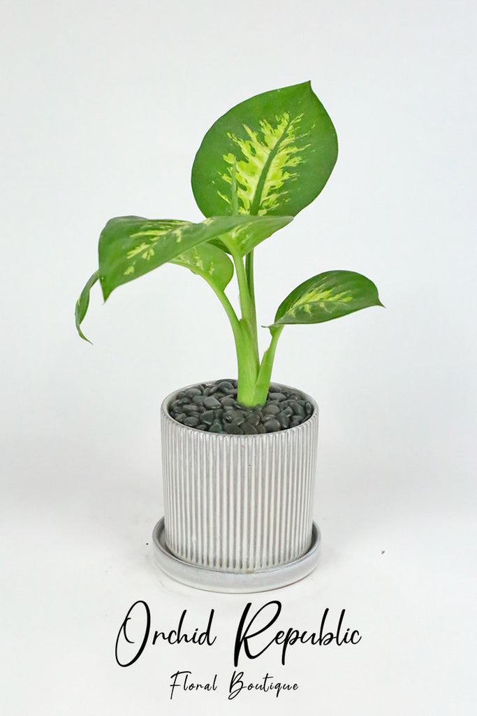 tropic snow house plant Dieffenbachia
