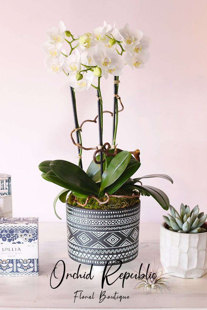 The Earhart (White Orchids)