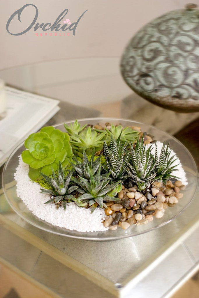 city succulents Emerald City – Orchid Republic Floral Boutique