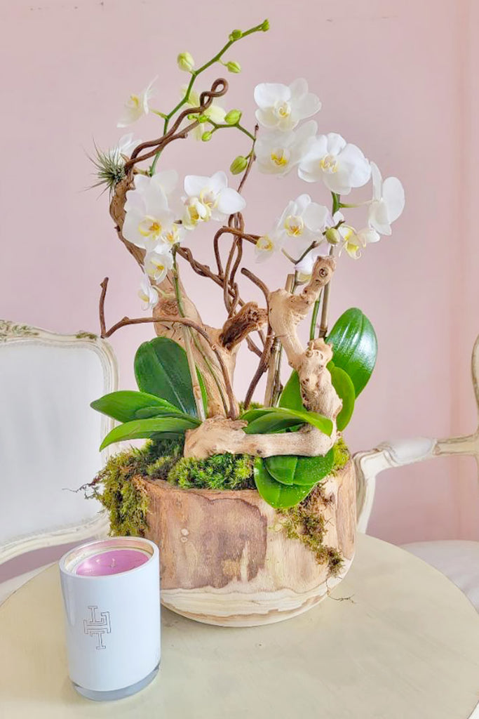 Ethereal Orchid Delight