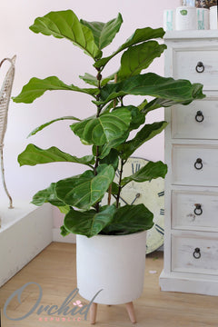 Ficus (Ficus Lyrata) - Column