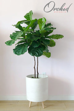 Fiddle Leaf Fig (Ficus)