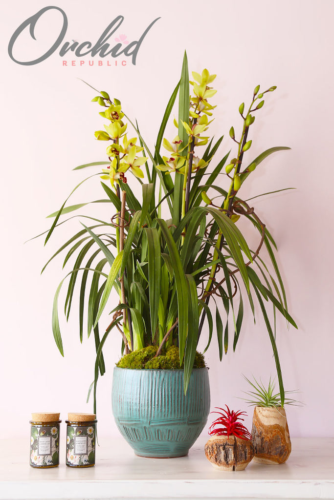 Isles of Gold Orchids