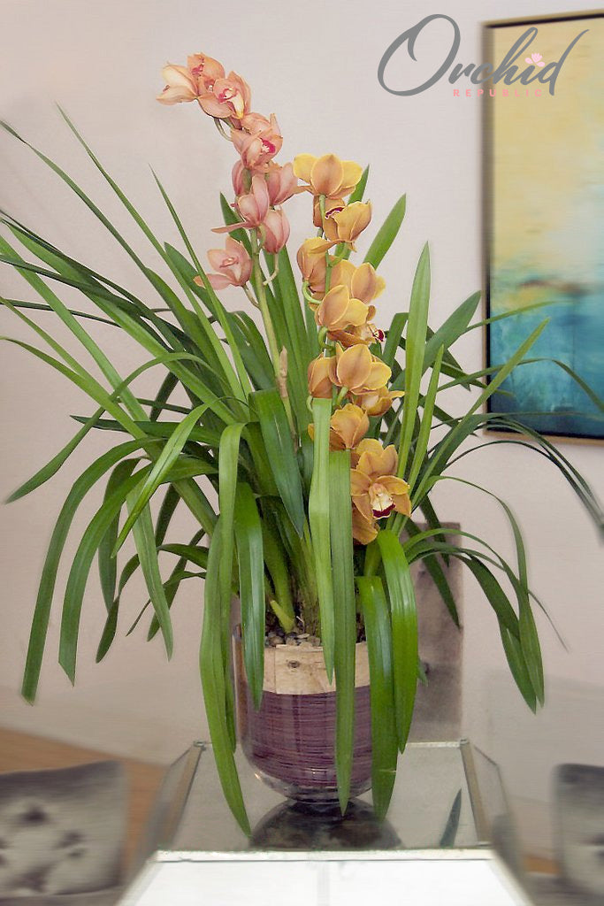 Golden Cymbidium
