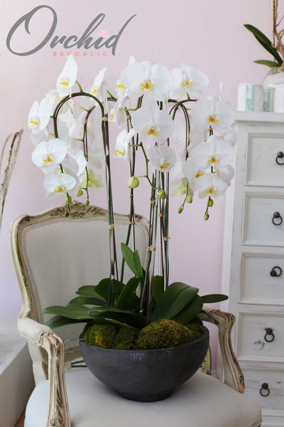 Grandiose Orchids
