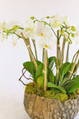 Hera Orchids