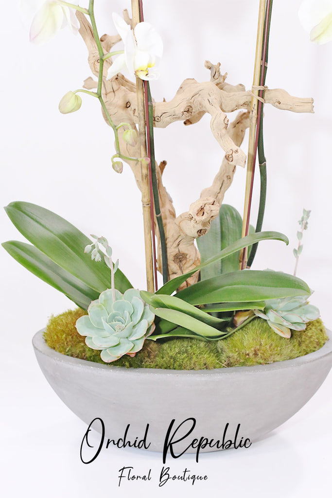 Hello Hollywood Orchids