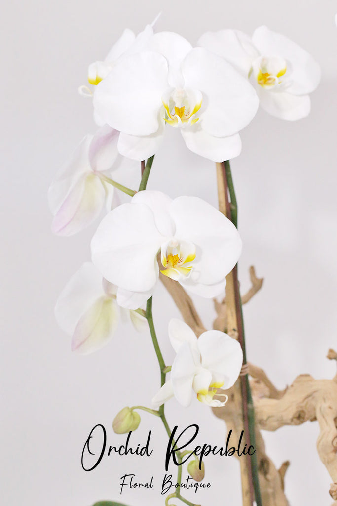 Hello Hollywood Orchids