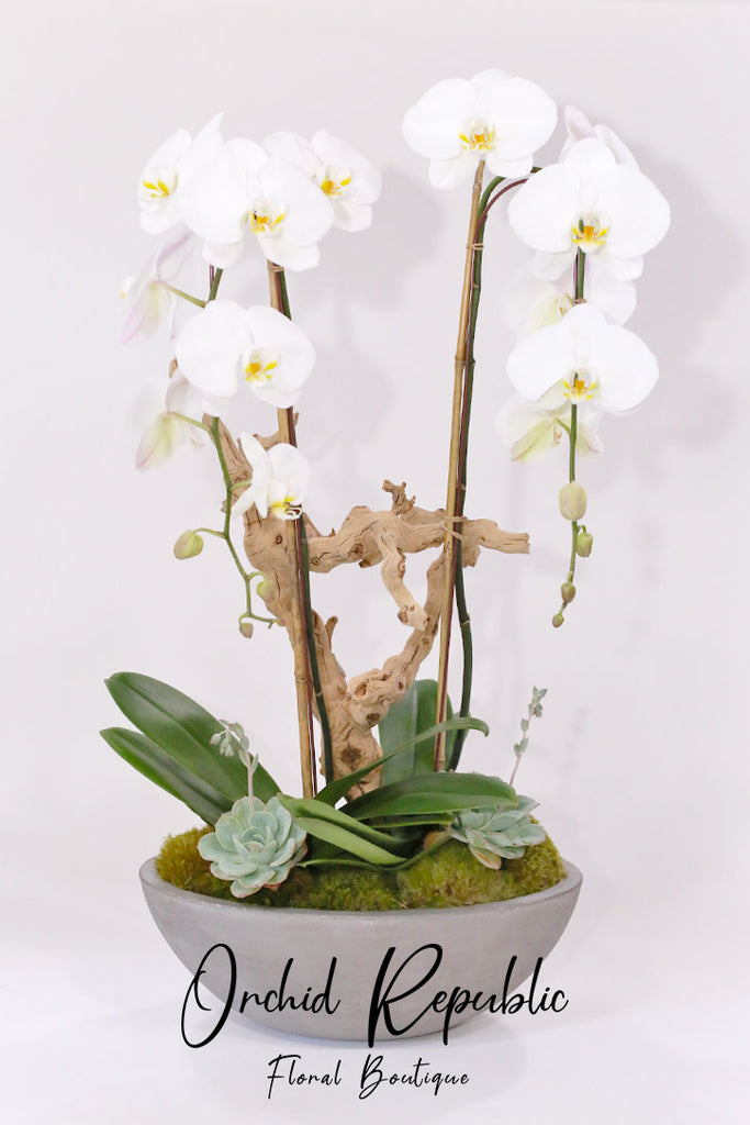 Hello Hollywood Orchids