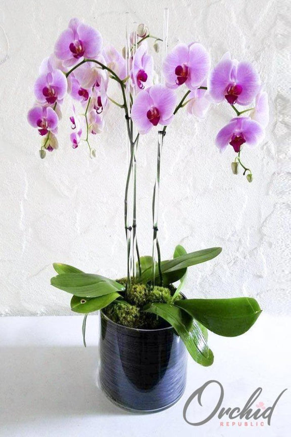I Heart Orchids