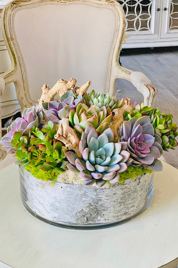 jungle succulents Jungle Green