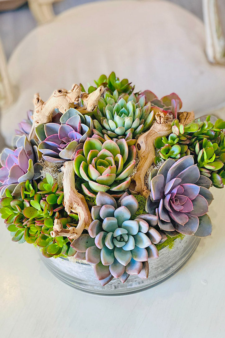 Succulent Arrangements Bellflower