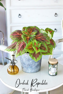 Kong Coleus “Salmon Pink”