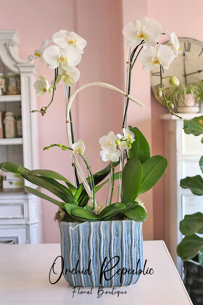 Larchmont Orchids