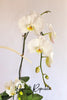 Larchmont Orchids
