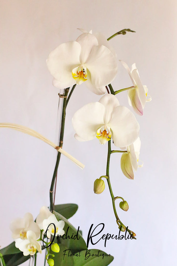 Larchmont Orchids