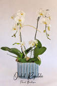 Larchmont Orchids
