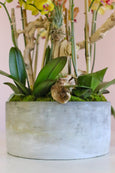 Miss Malibu Orchids
