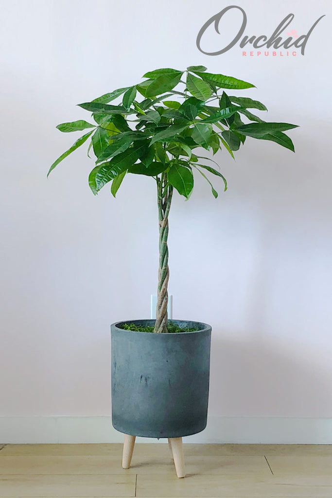 black money tree Money Tree Plant – Orchid Republic Floral Boutique