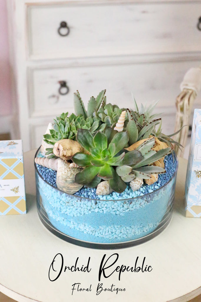 succulent treasures Ocean Treasure – Orchid Republic Floral Boutique