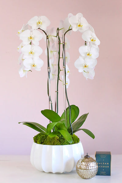 Olympus Orchids