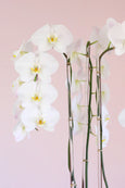 Olympus Orchids