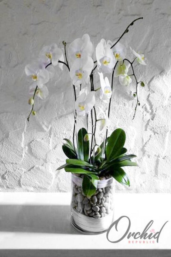 Orchid Philosophy