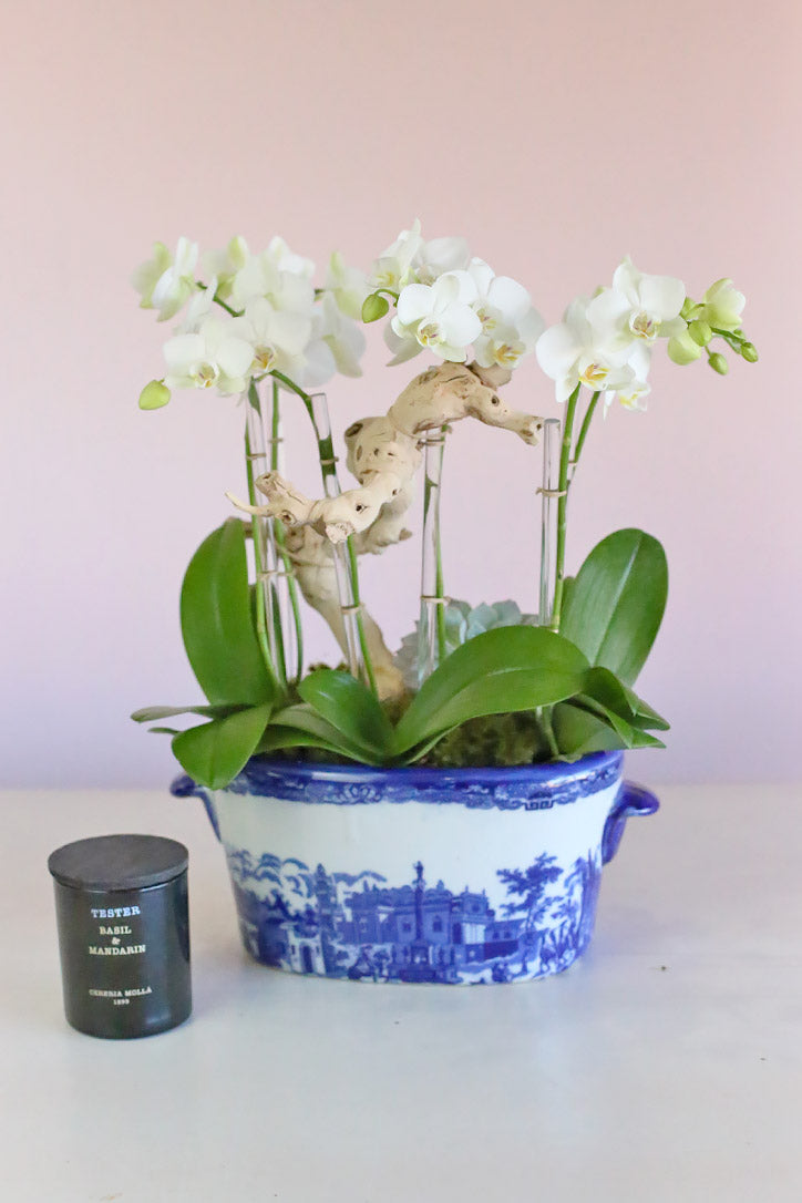 Paradis Blanc Orchids