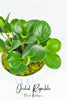 Peperomia Obtusifolia (Baby Rubber Plant)