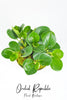 Peperomia Obtusifolia (Baby Rubber Plant)