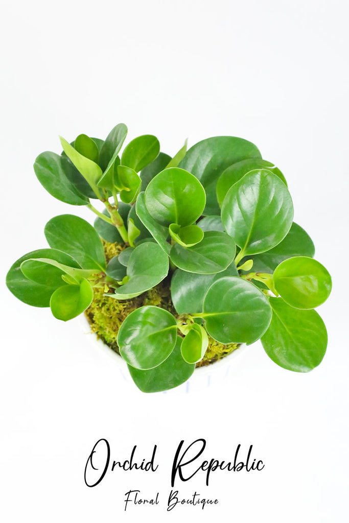 Peperomia Obtusifolia (Baby Rubber Plant)