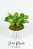 Peperomia Obtusifolia (Baby Rubber Plant)