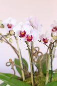 Pink Fantasy Orchids