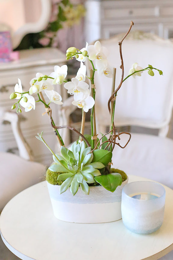 White Beaut Orchids