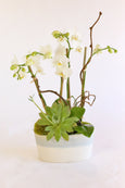 White Beaut Orchids