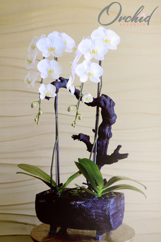 WHITE ORCHIDS