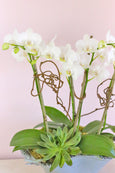 Pretty Orchid Trio