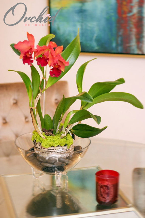 Regally Red Orchids