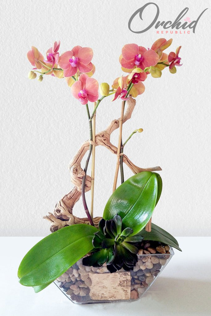 sansevieria romeo and juliet Romeo and Juliet – Orchid Republic Floral Boutique