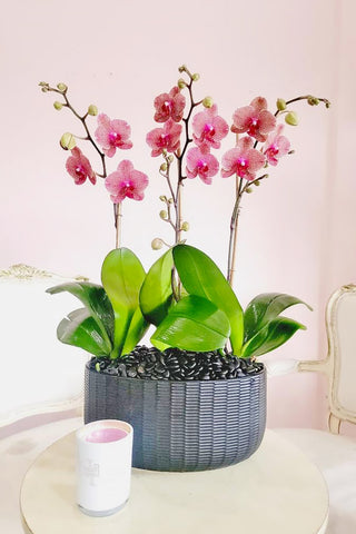 Cut Orchids