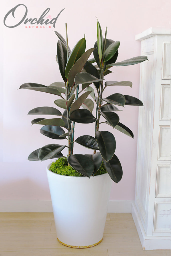 rubber plant is indoor or outdoor Rubber Plant – Orchid Republic Floral Boutique