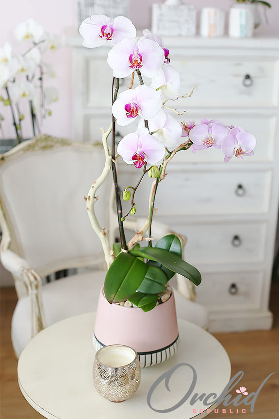 Santa Ana Orchids