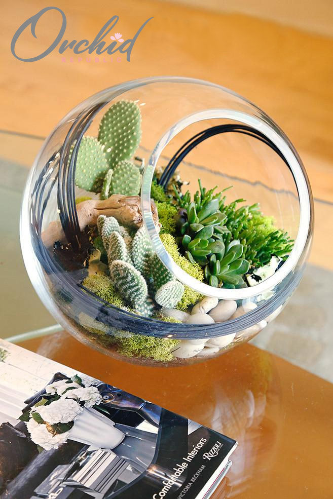 spiral succulent plant Spiral Steam – Orchid Republic Floral Boutique