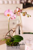 Studio City Cutie Orchids