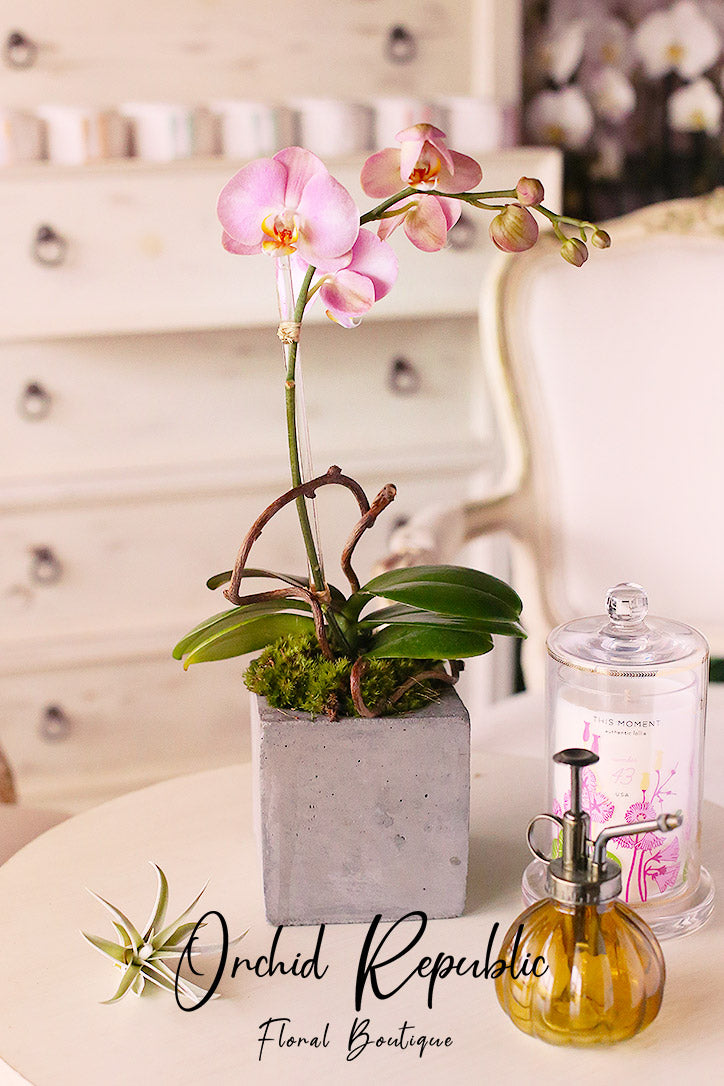 Studio City Cutie Orchids