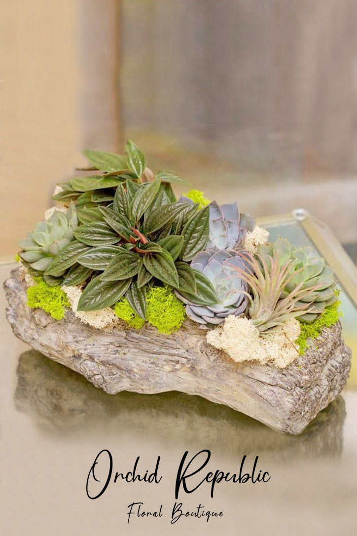 succulent boutique Succulent Island – Orchid Republic Floral Boutique