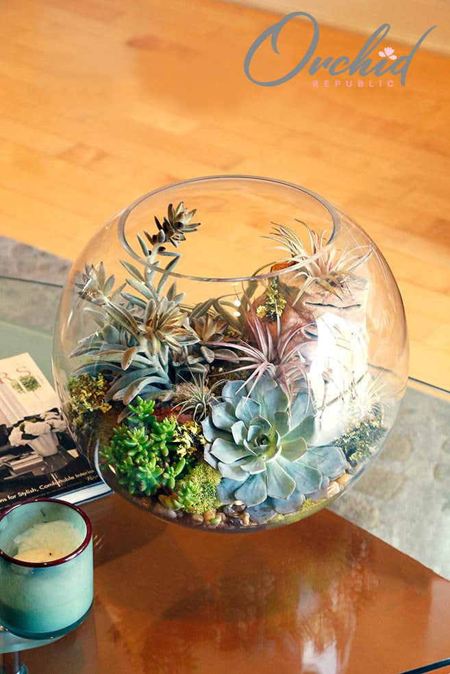 terrarium house plants Terrarium House – Orchid Republic Floral Boutique