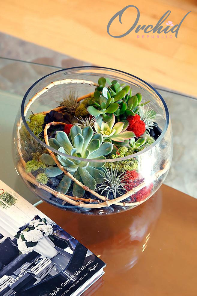 water drop succulent Waterdrop Greenery – Orchid Republic Floral Boutique