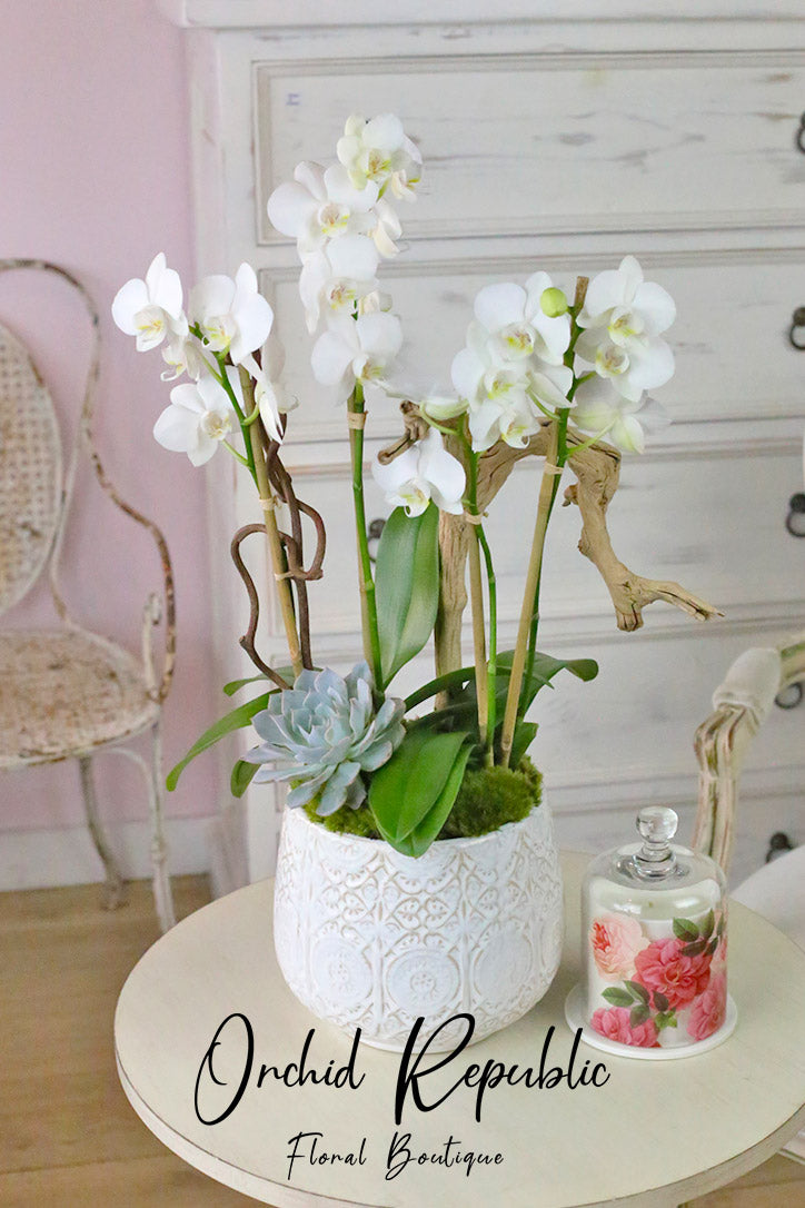 Westpark White Orchids